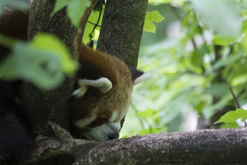 Tierpark Berlin