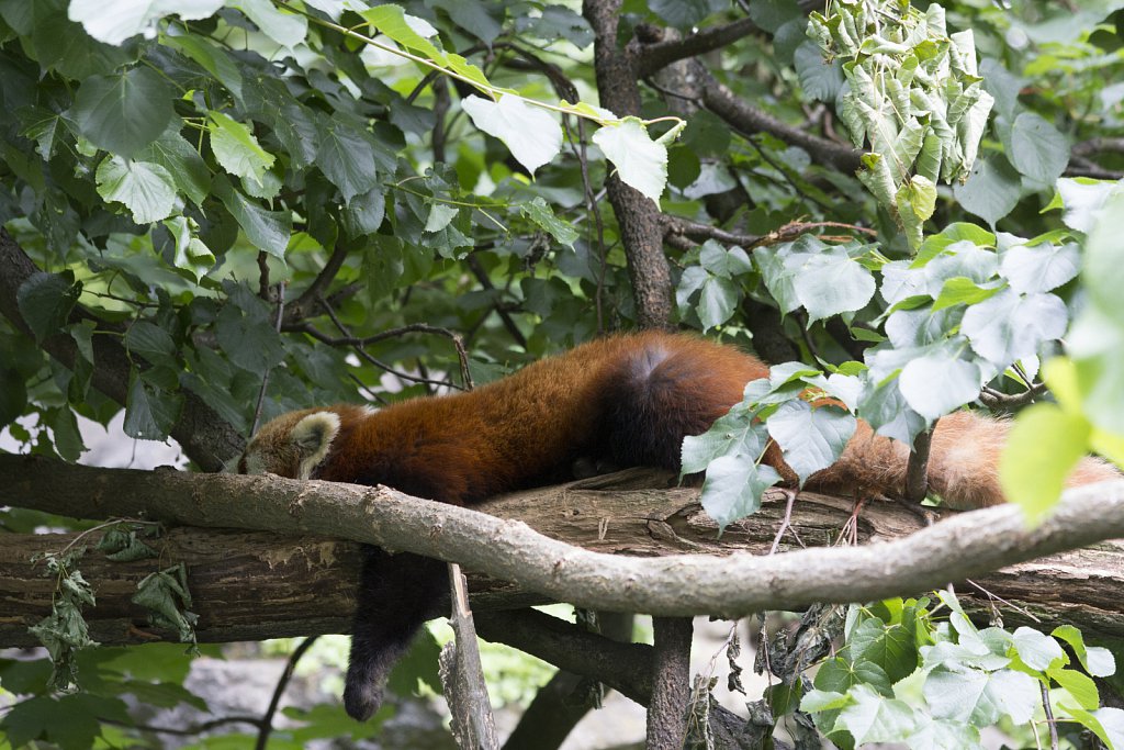 Tierpark Berlin