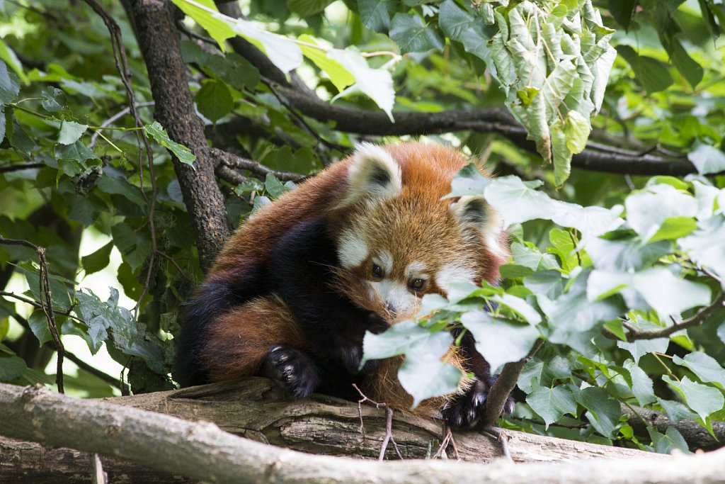 Tierpark Berlin