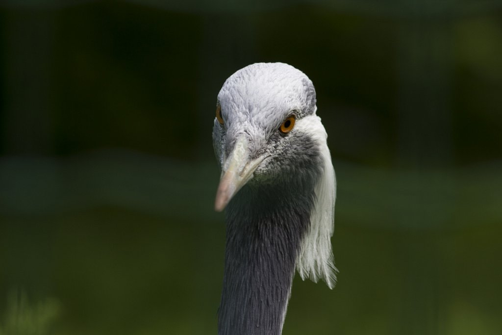 Tierpark Berlin