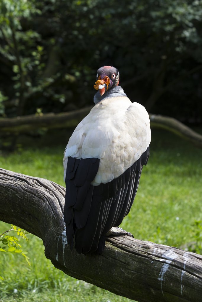 Tierpark Berlin