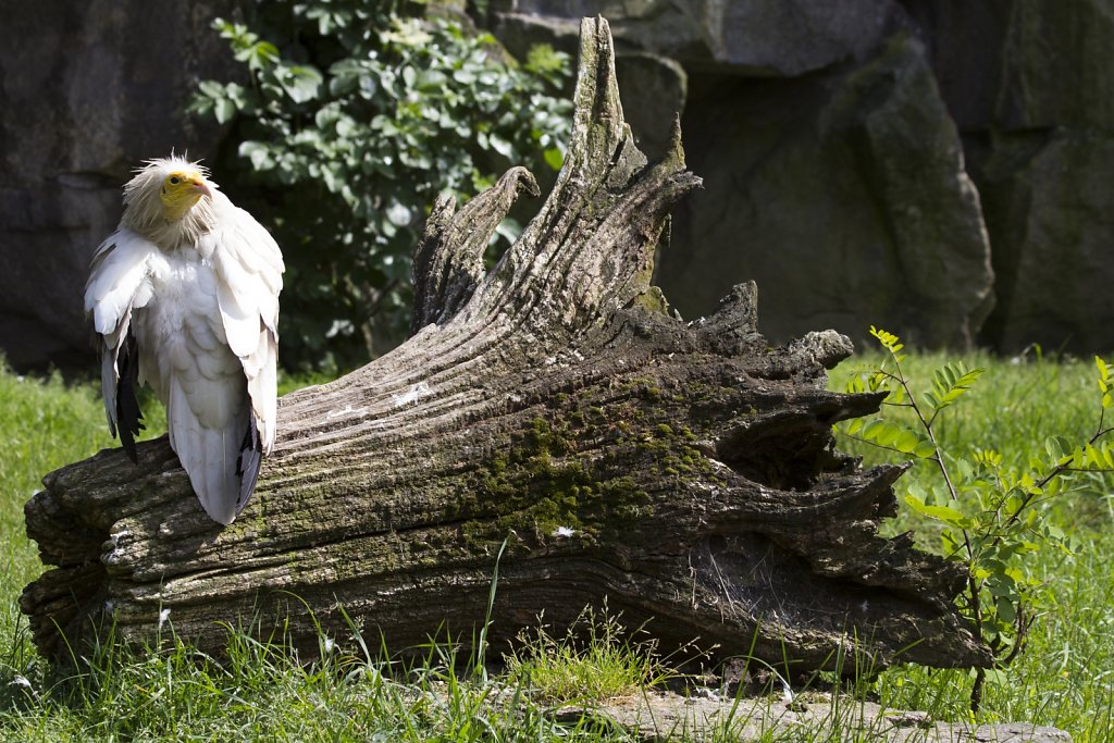 Tierpark Berlin