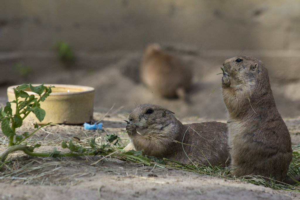 Tierpark Berlin