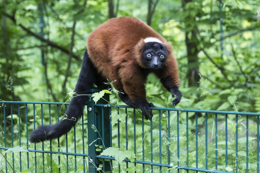 Tierpark Berlin