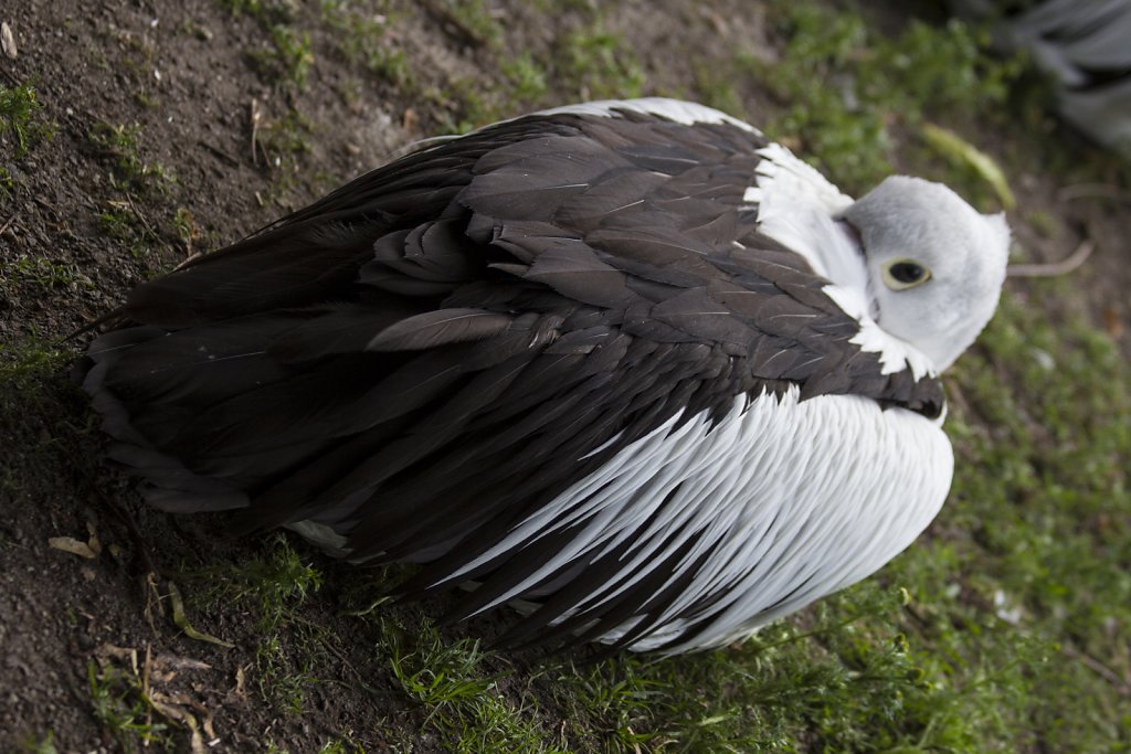 Tierpark Berlin