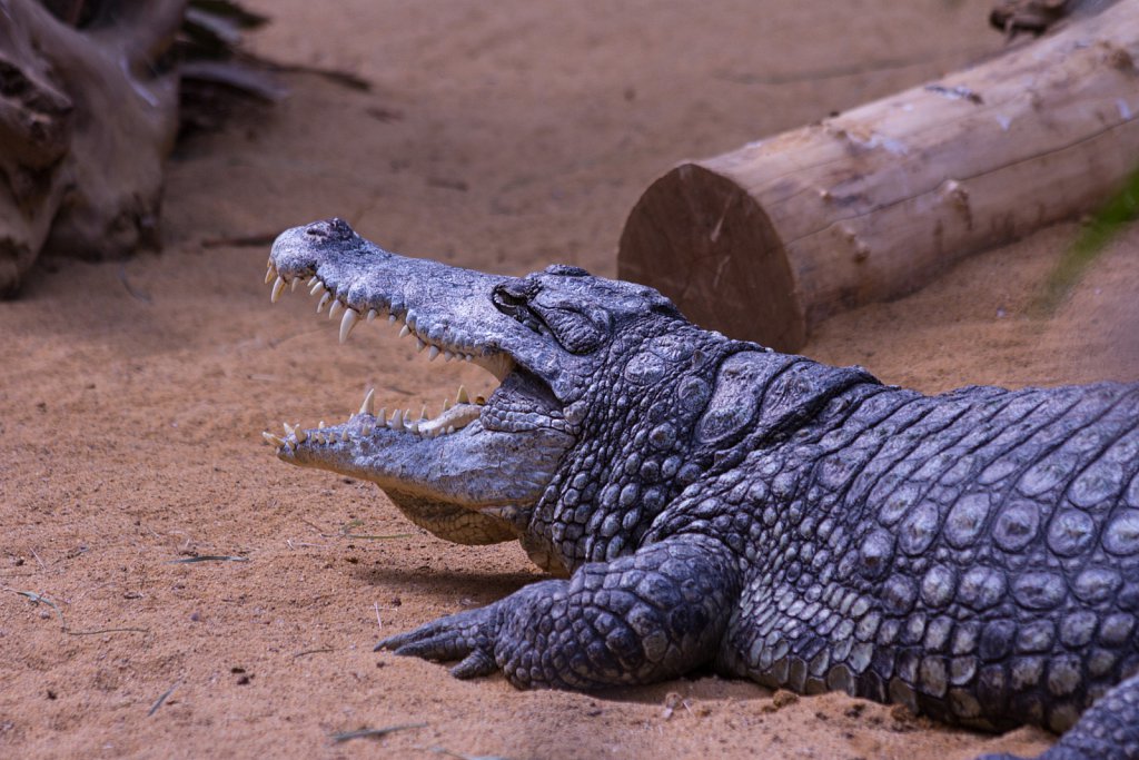 Zoo Köln