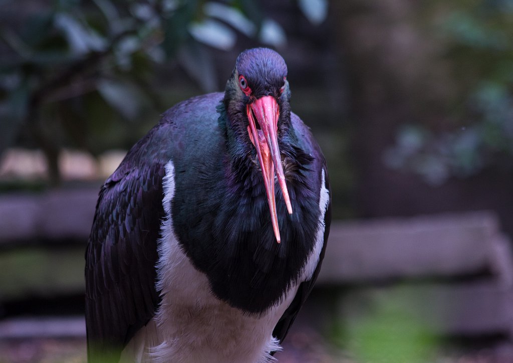 Zoo Köln