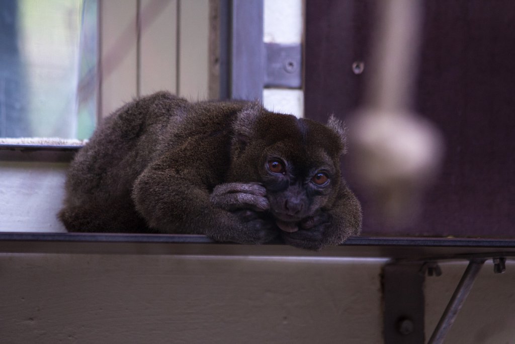 Zoo Köln